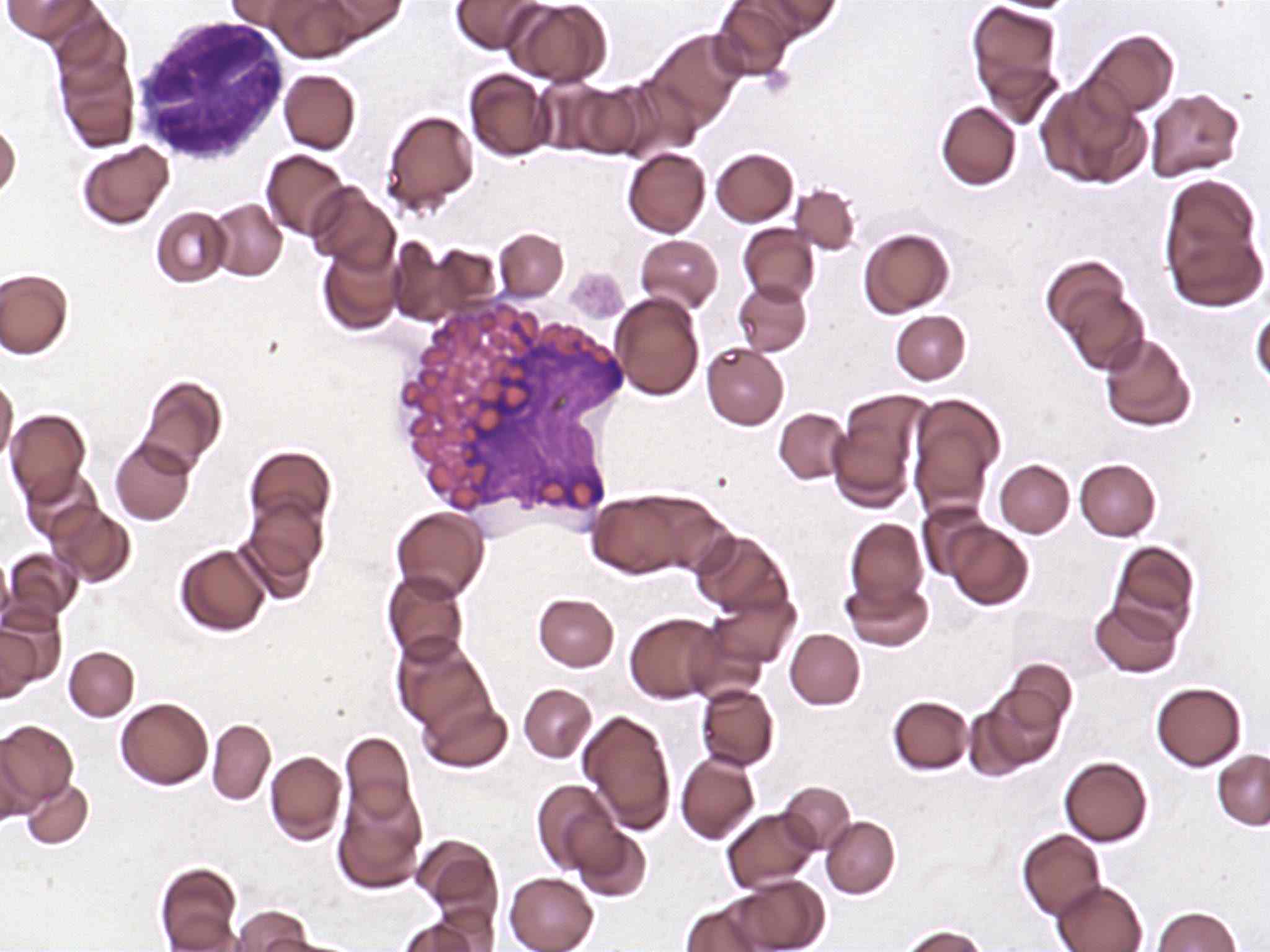 Hématologie Azurvet-Lab accueil