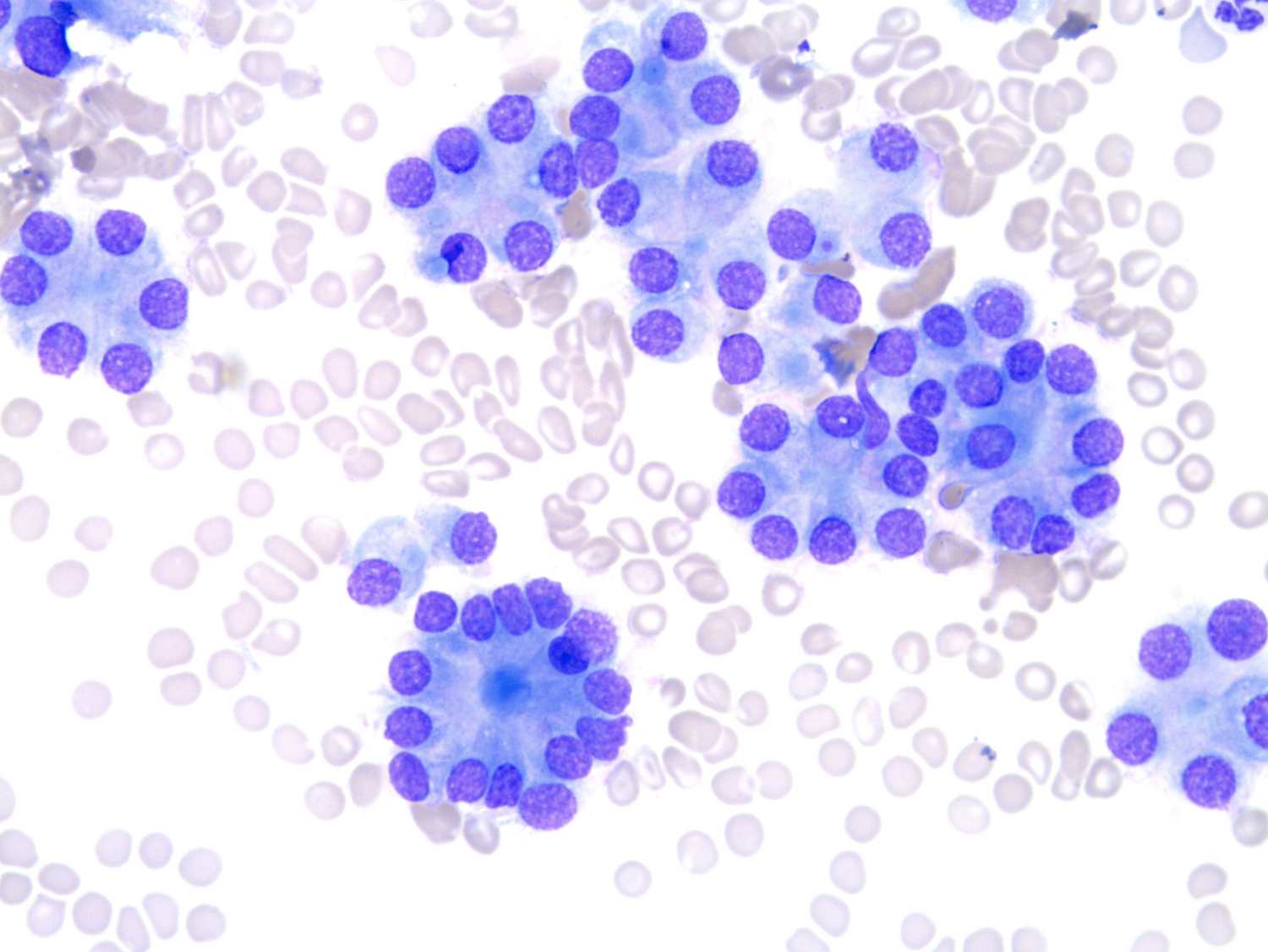 Carcinome thyroidien chien Azurvet-Lab
