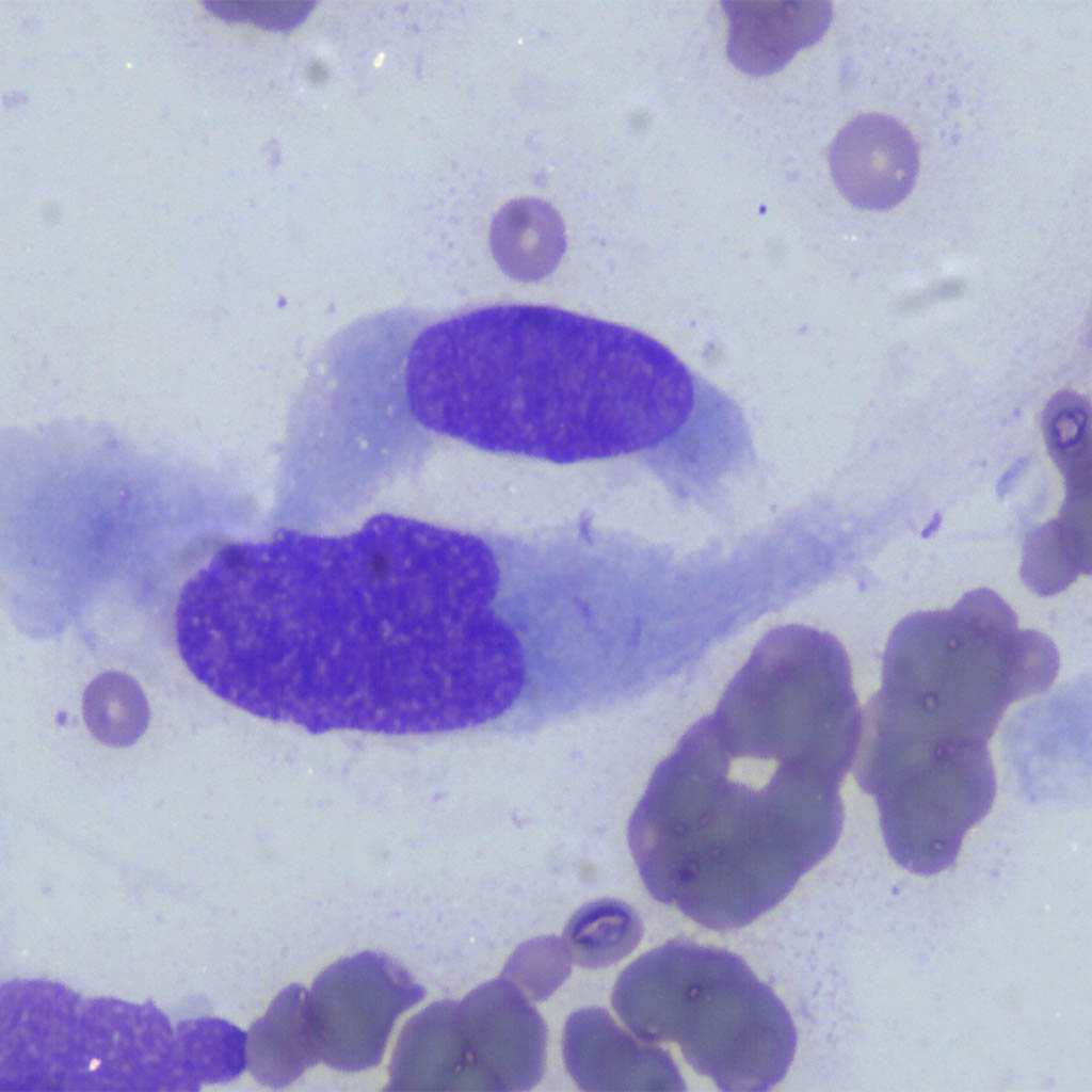Endocrinologie Azurvet-Lab