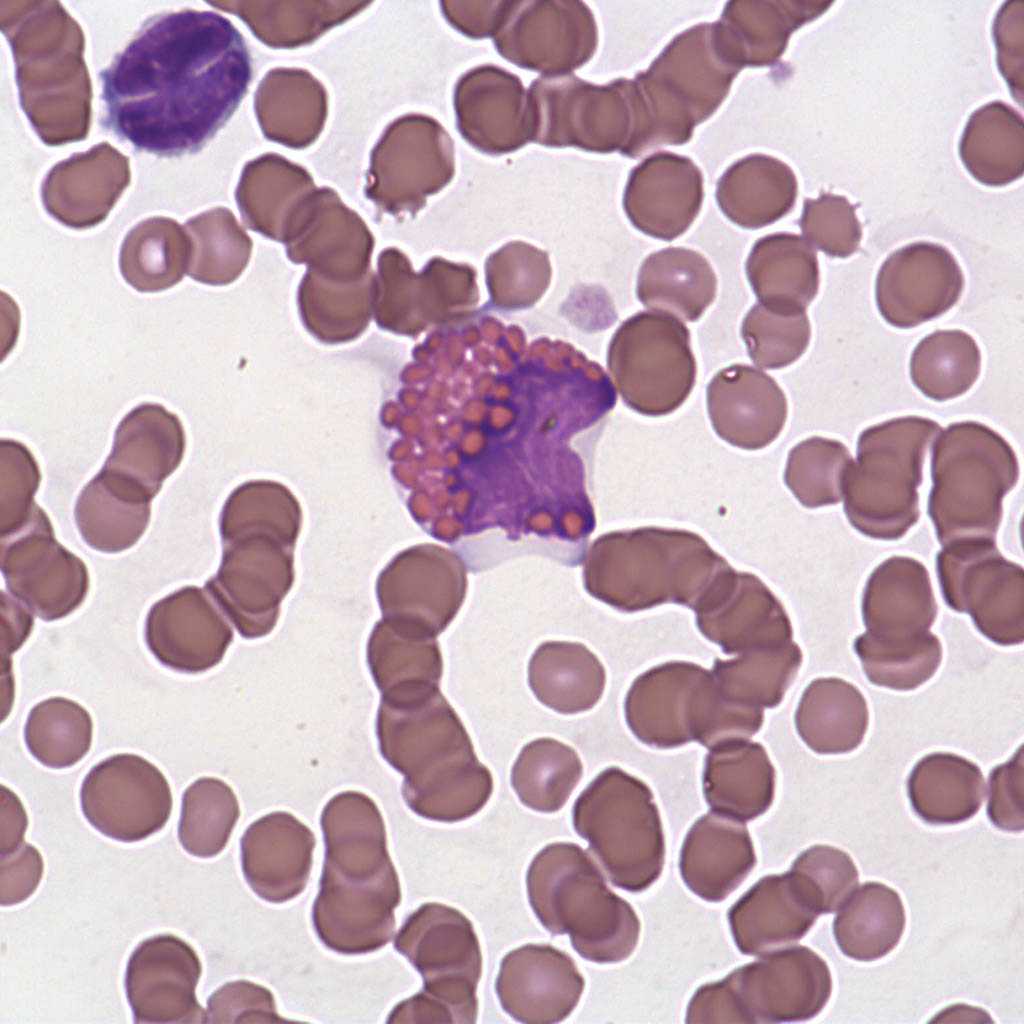 Hématologie Azurvet-Lab