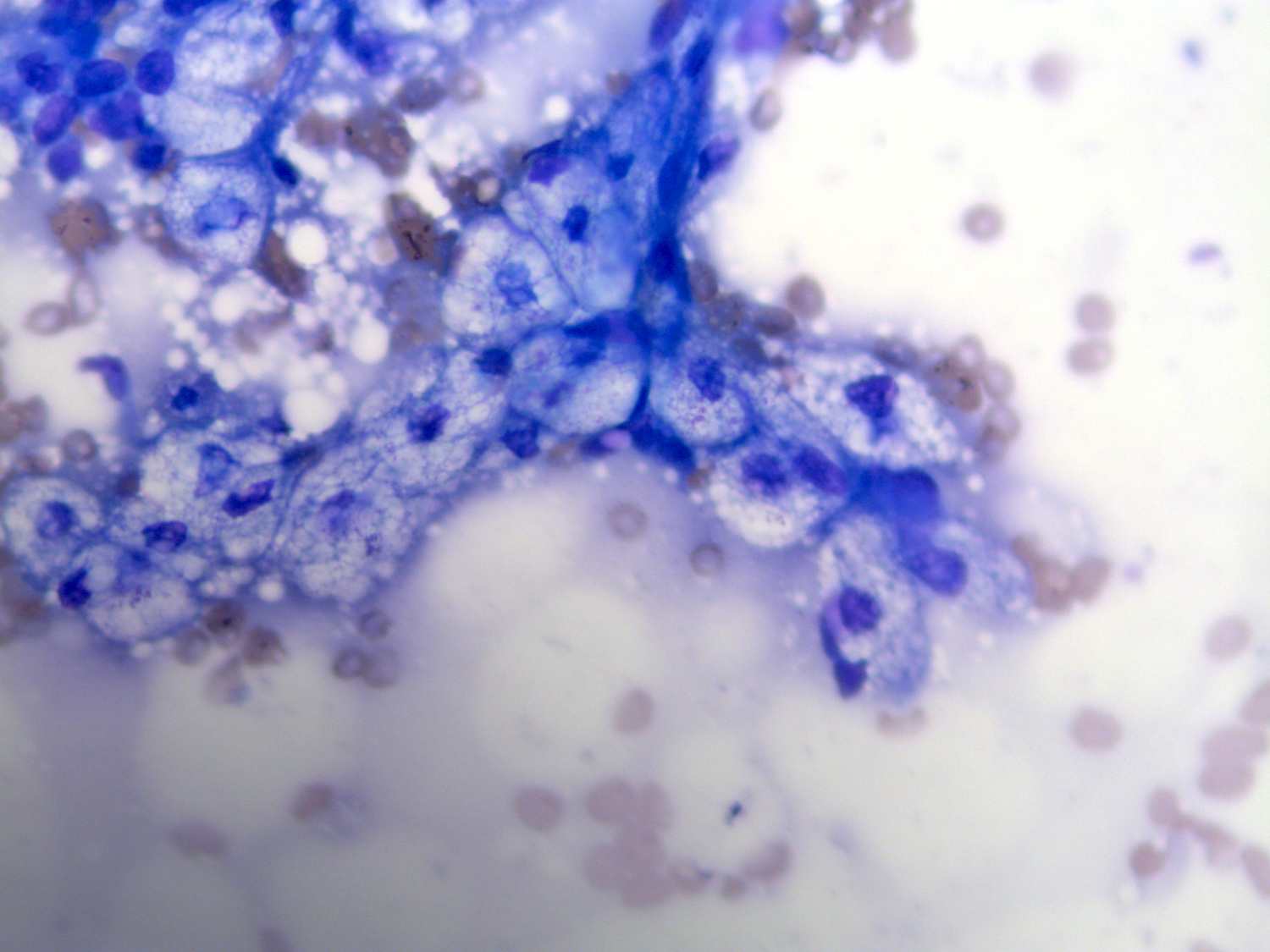 Sébocytes Azurvet-Lab