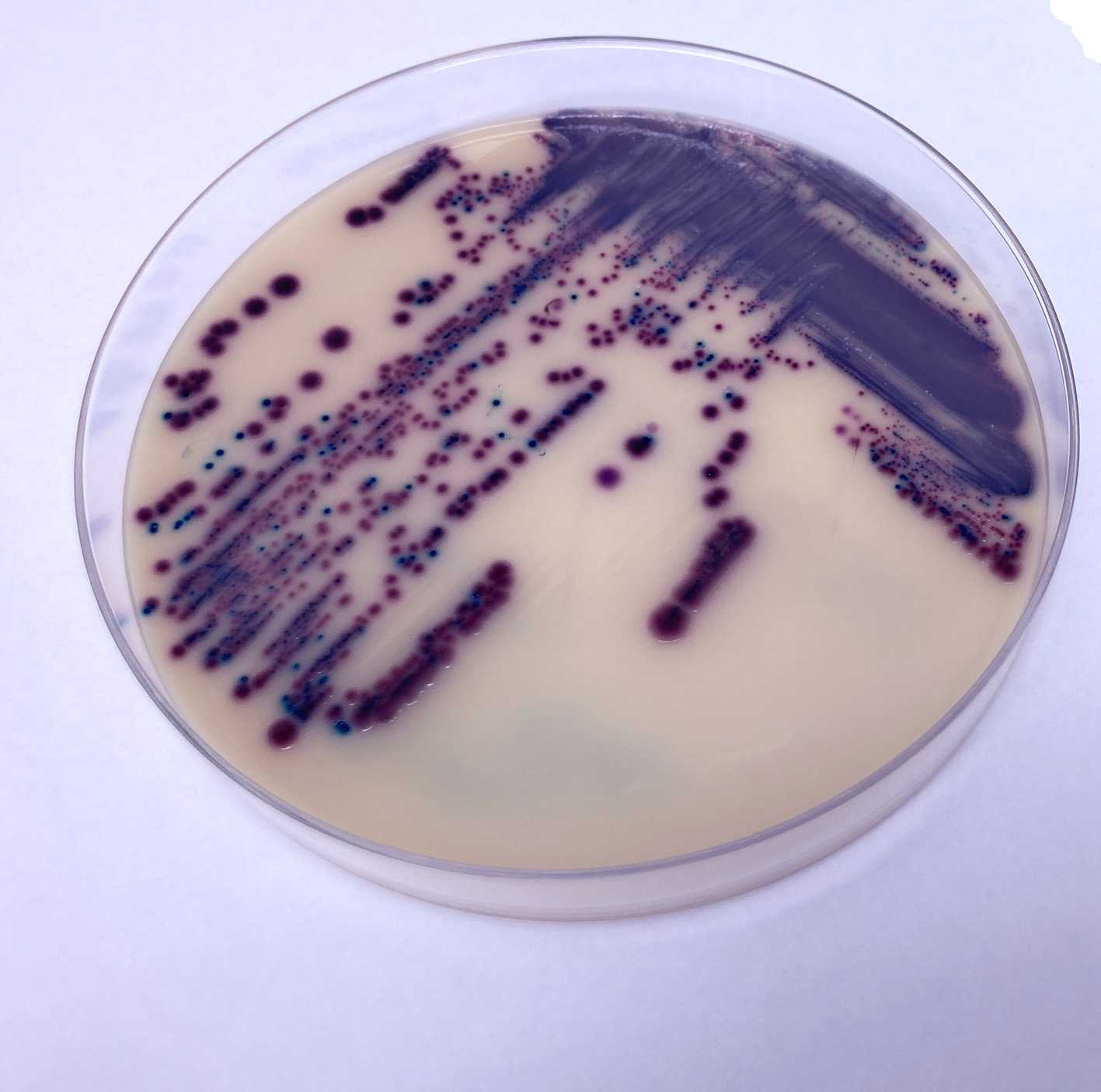 Bactériologie Azurvet-Lab accueil